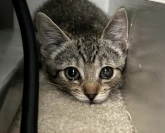 <a href="/BillyM2k/">Shibetoshi Nakamoto</a> just in: women think melo is the cutest cat on the internet