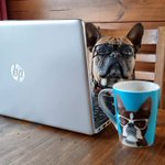 Photo by WoofWork.io (WOOF) (@woof_work)