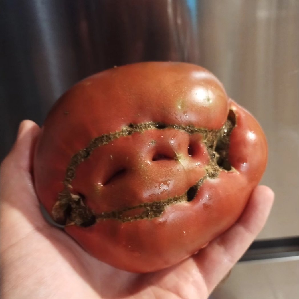 KushScentdBeard's tweet photo. The 1.5lbs black krim I pulled a few days ago. Made great pico with some green sugar rush peach peppers 🔥 https://t.co/XE156Q5PkG