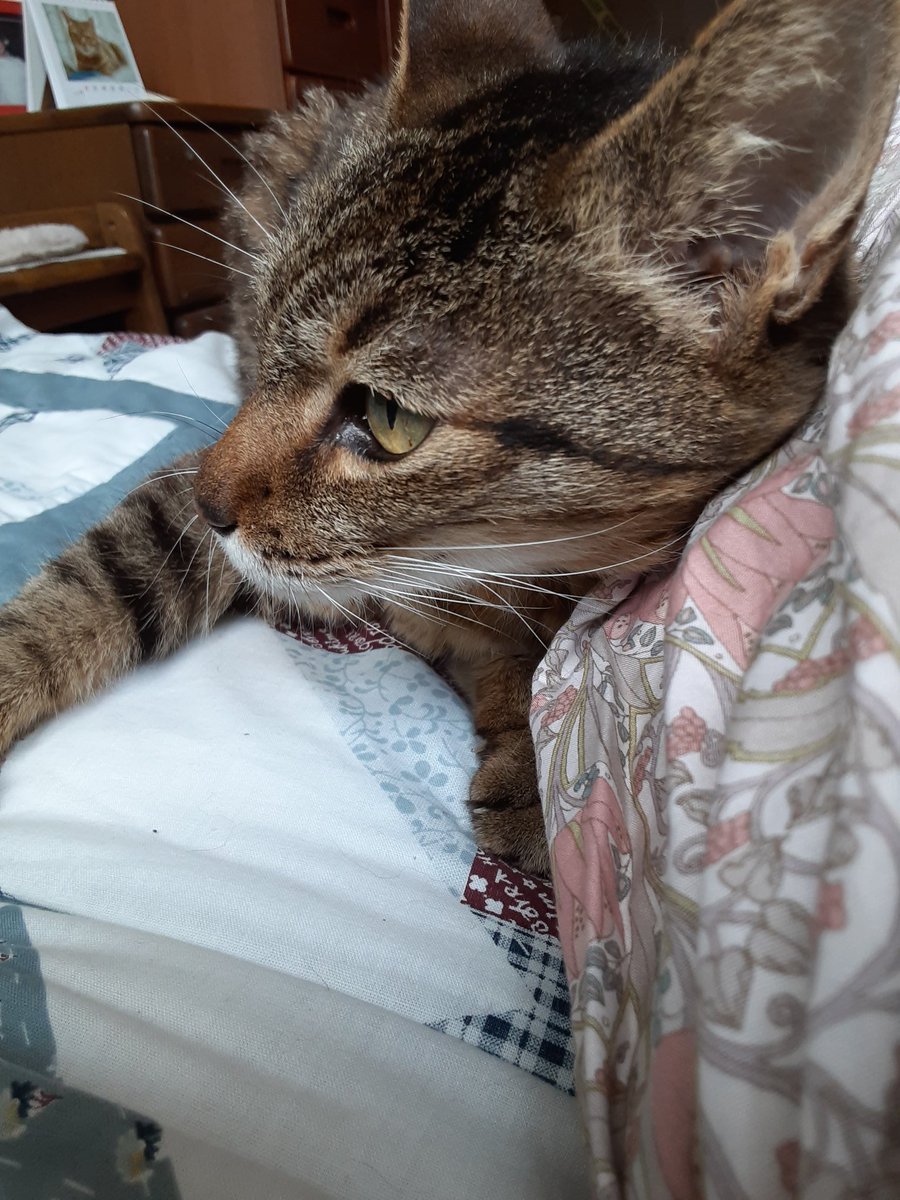 ame83344232's tweet photo. ９月下旬より名古屋市瑞穂区で目撃していたキジトラの雌猫を
10月に入って保護しました。
病院で避妊手術跡など確認、野良猫と言うより迷子と思います。
お心当たりの方はお知らせ下さい。
#迷子猫　#迷い猫　#名古屋 https://t.co/vhLKIeoEB1