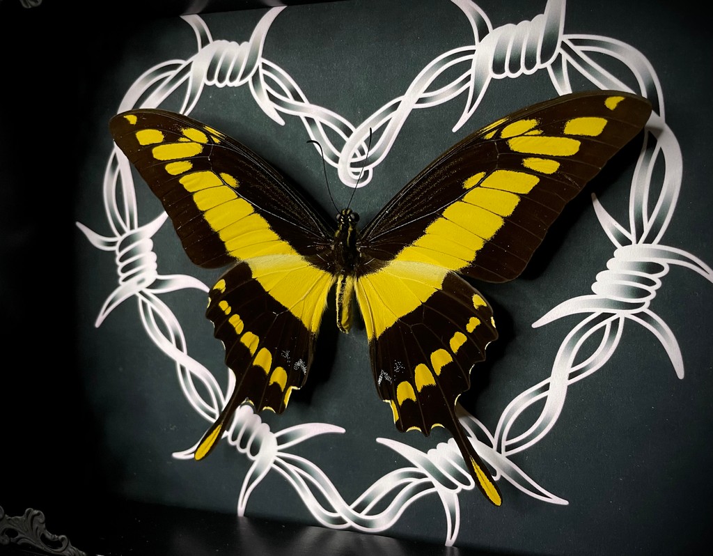 oddityasylum tweet picture