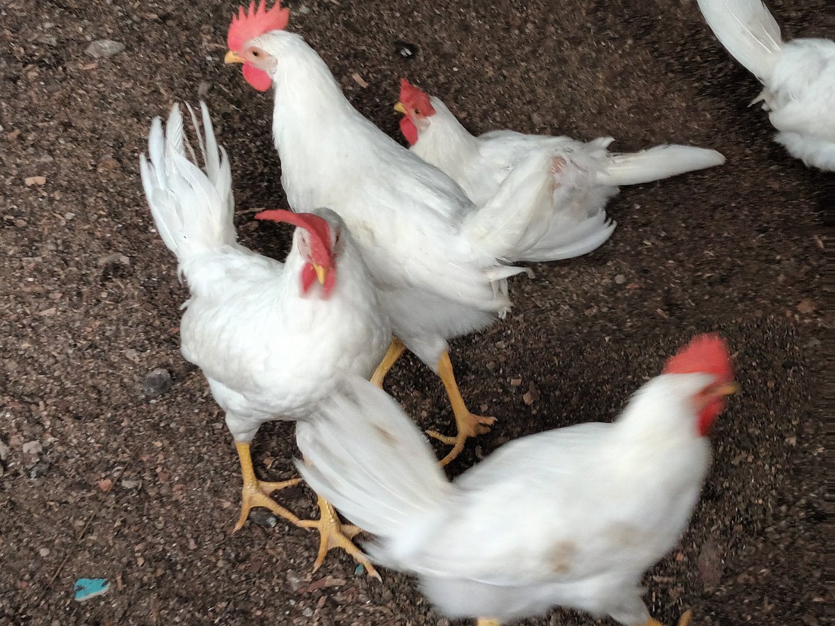 Sainey Bayo ( BAYO's FARM (@bayosainey4) on Twitter photo 