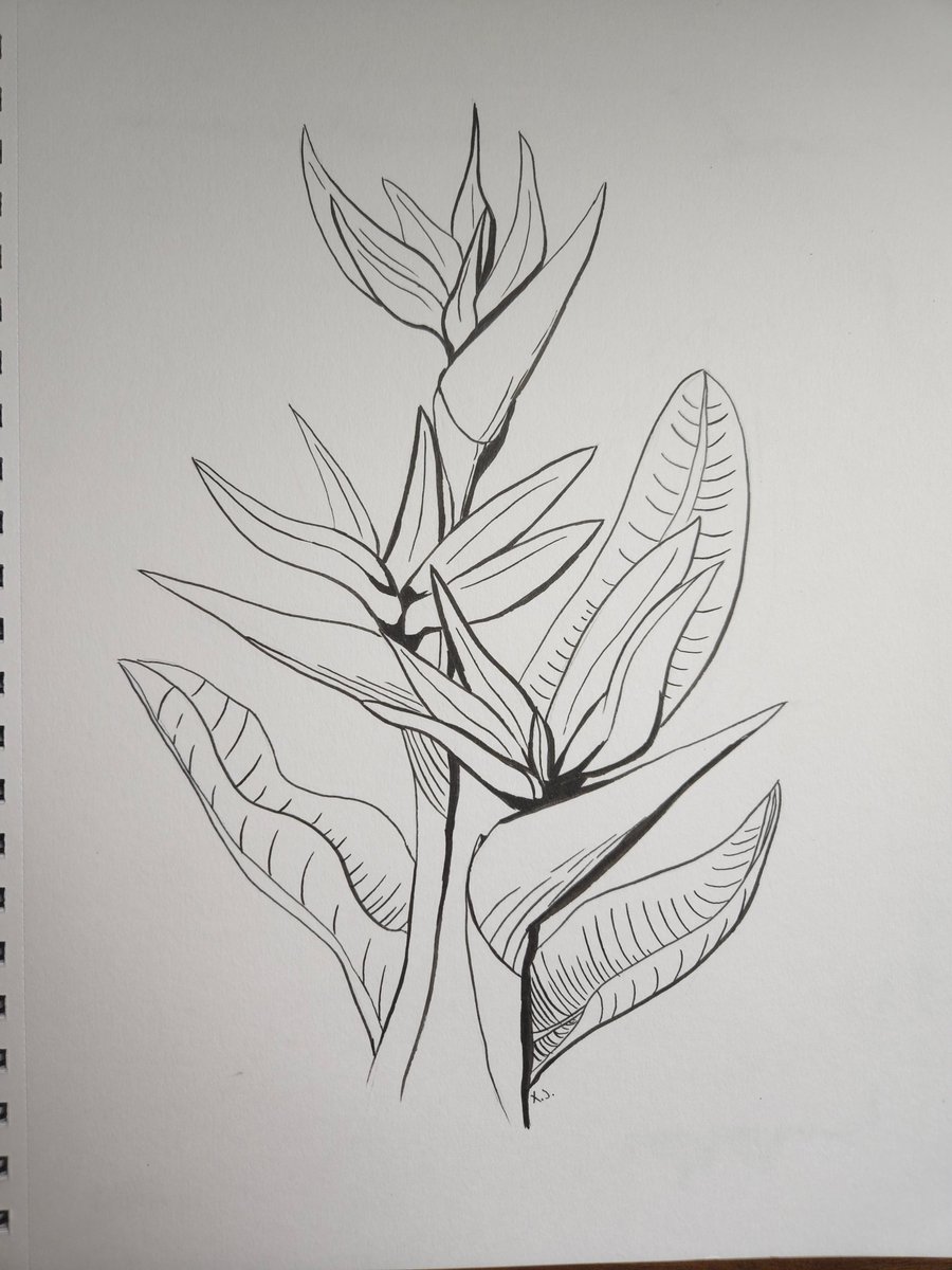 thexenosstudios's tweet photo. #inktober2024 Day 4: Exotic
As a kid, I always thought the Birds of Paradise were beautiful flowers. This was fun! I want to draw more nature in the future.

#Inktober https://t.co/o9y42vGXM5