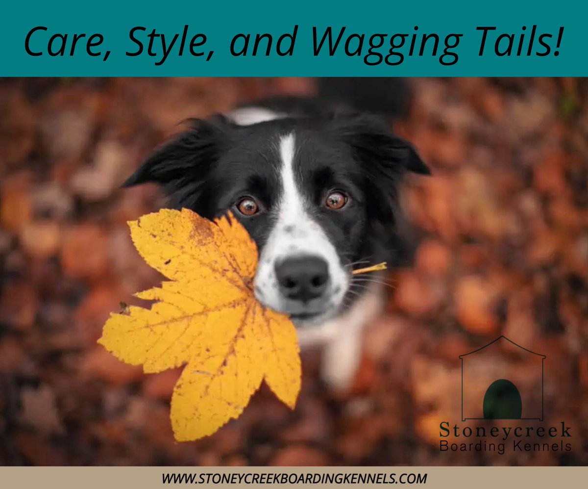 KennelStoney's tweet photo. Stoney Creek Boarding Kennel offers a variety of services for your furry friends! 

Visit our website or call 814-590-6682 for more about our kennel and services🐾 https://t.co/80HjkOboX4