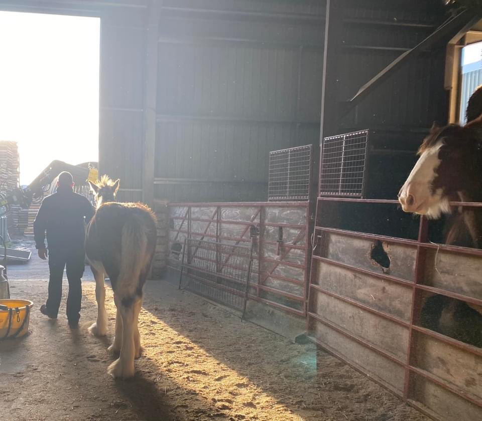 We’re really enjoying getting feedback from farmers and others working in Scottish agriculture who have had a free dyslexia assessment. We are covering the cost (around £500) of assessments for farming/crofting folk over 40 who suspect they may have dyslexia. We’re told it feels