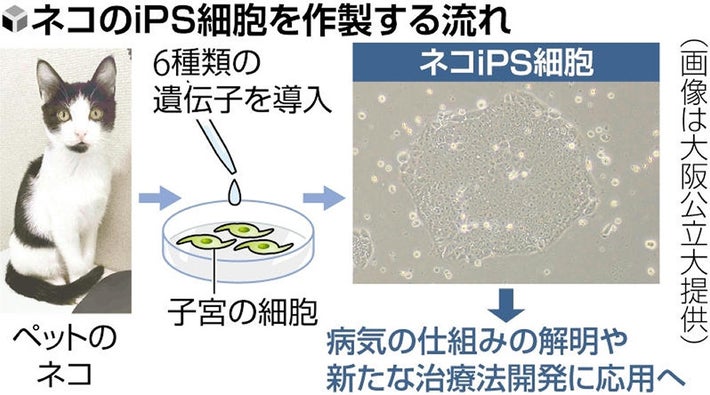 【発表】ネコから高品質「iPS細胞」大阪公立大などが作製に成功、ペットの治療法開発に期待
news.livedoor.com/article/detail…

イエネコの避妊手術で摘出された子宮の細胞を使用し、iPS細胞を作製することに成功した。高齢のネコが発症しやすい腎臓病などの仕組みの解明や、新たな治療法の開発に役立つという。