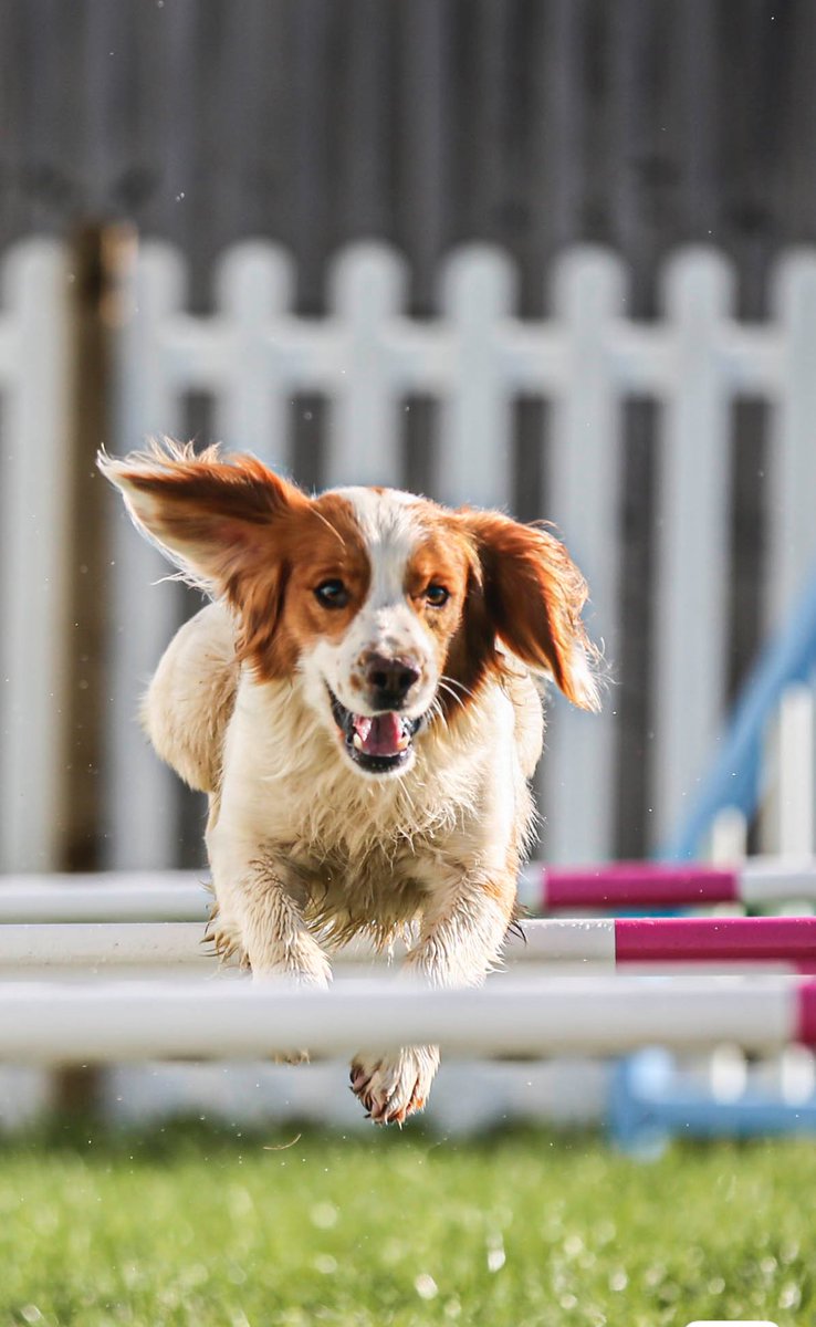 The Valley Dog Agility course is now open!

We are thrilled to announce that our facility is ready for use. Perfect for dog lovers of all ages who want to try dog agility, bond with their pets,  enjoy the great outdoors and some invigorating exercise.
