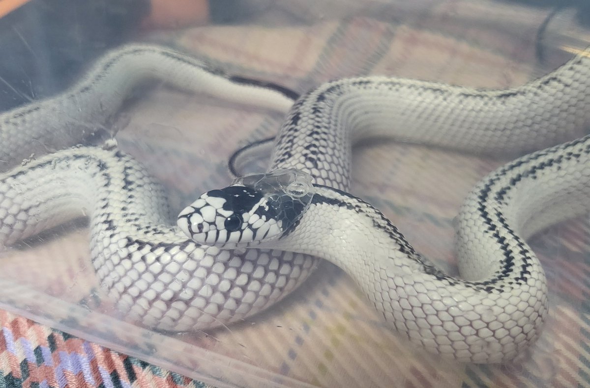 뭐야?
밥 주고 보니까 후드쓰고 있는건에 대하여