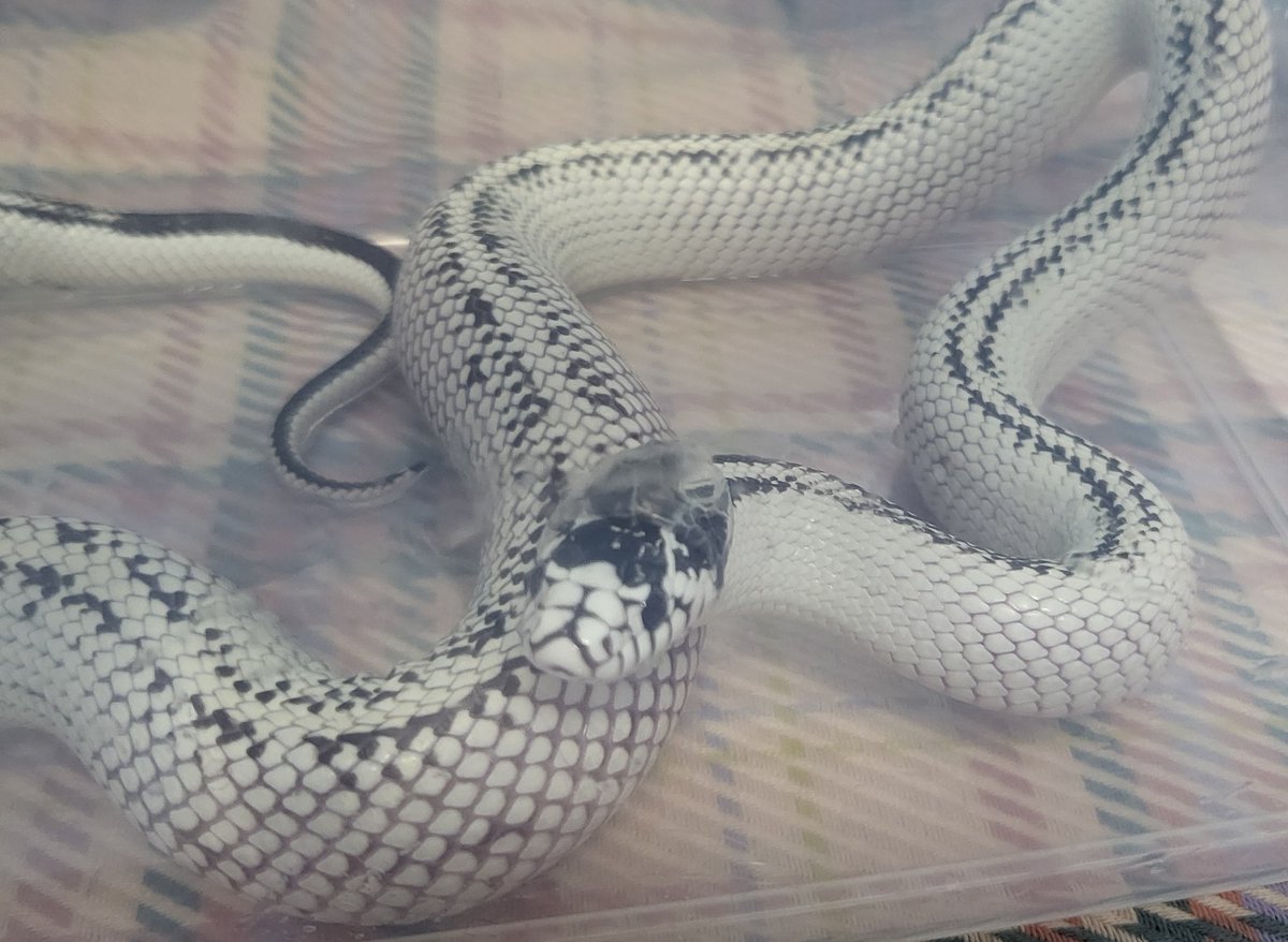 진짜 웃기다 아직 블루올때 아니라서 몰랐어;;
뭔 머리에 거품이 나있나 했지...