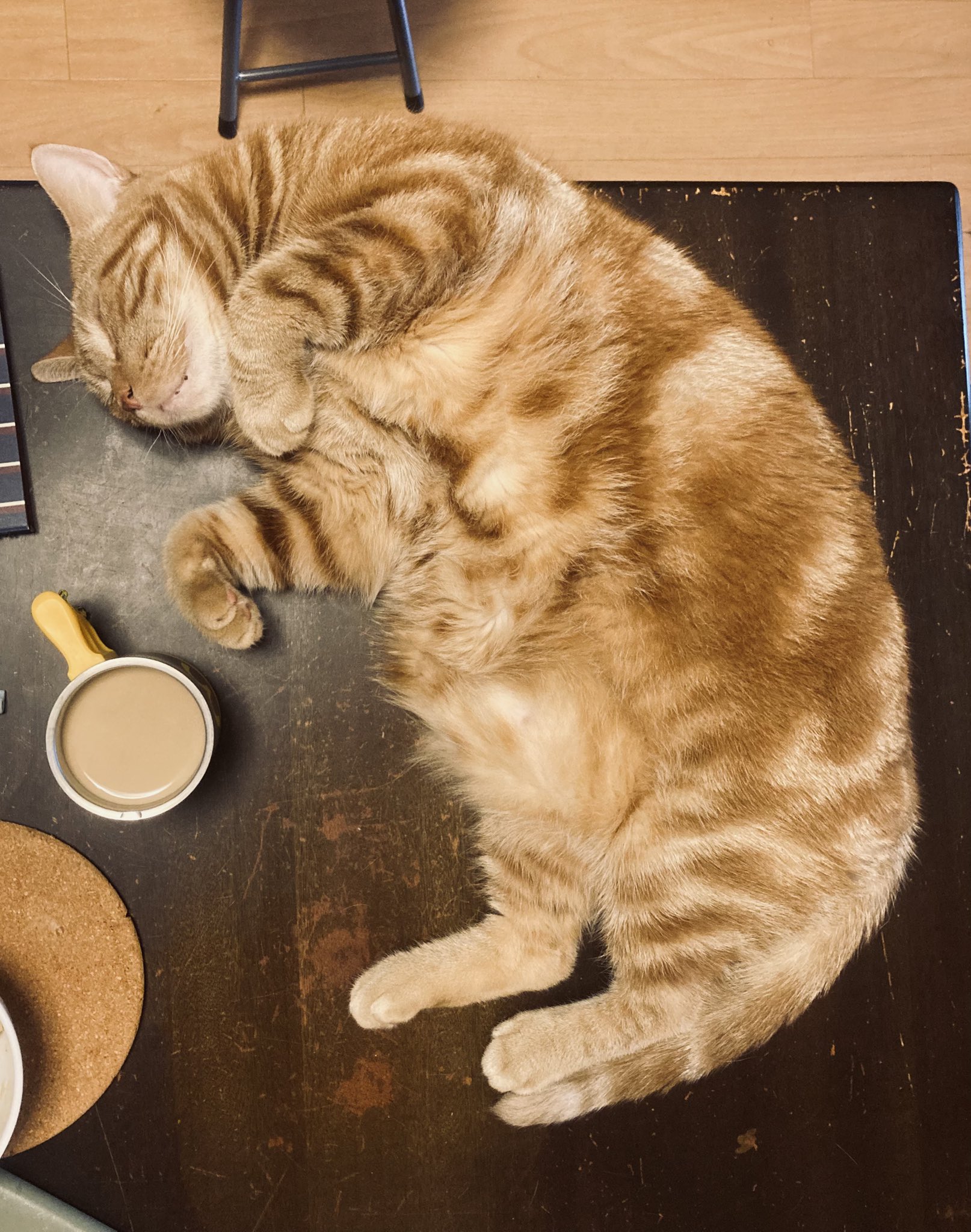 ねこぽん⭐︎プロフ必読 とりほん 飼い鳥のほんねがわかる本 g918b - メルカリ