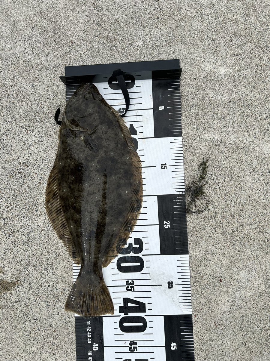 初魚種たくさん！
こんなに釣れるとは
#宮城
#釣り
#女川