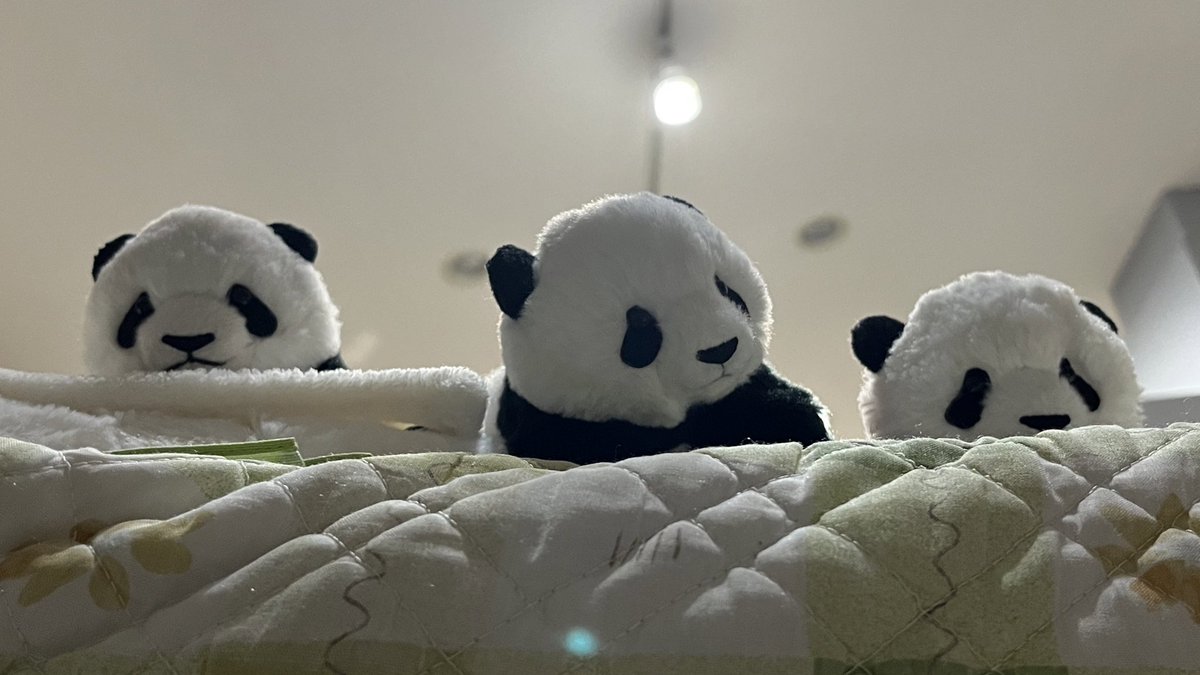 昼寝して上みたらパンダさん達いた🐼🐾 上野動物園のくたくたパンダの