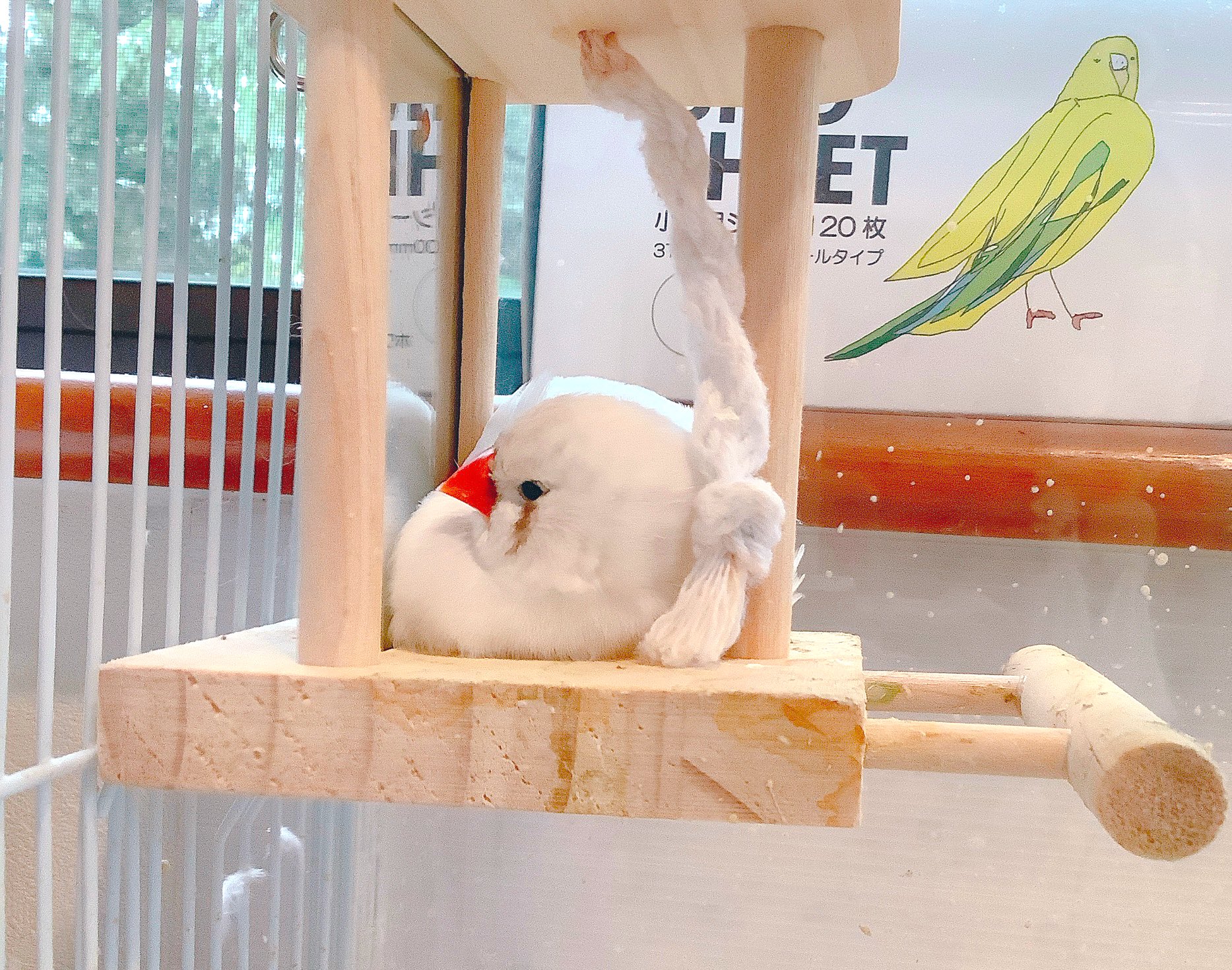 【ぴ】ことりのおおきなあそびば ぴ】ことりのおおきなあそびば ひー】ことりのおおきなあそびば
