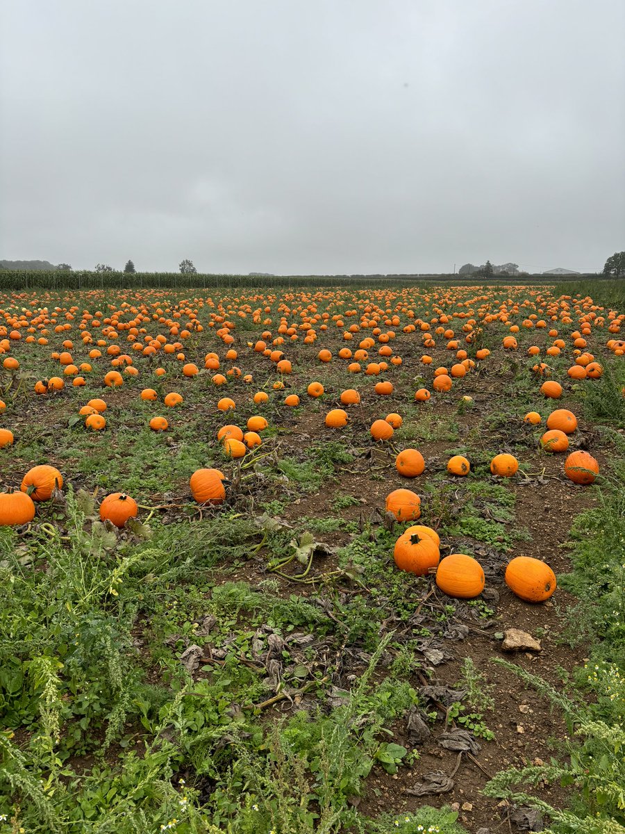Coleby PYO Pumpkins tweet media