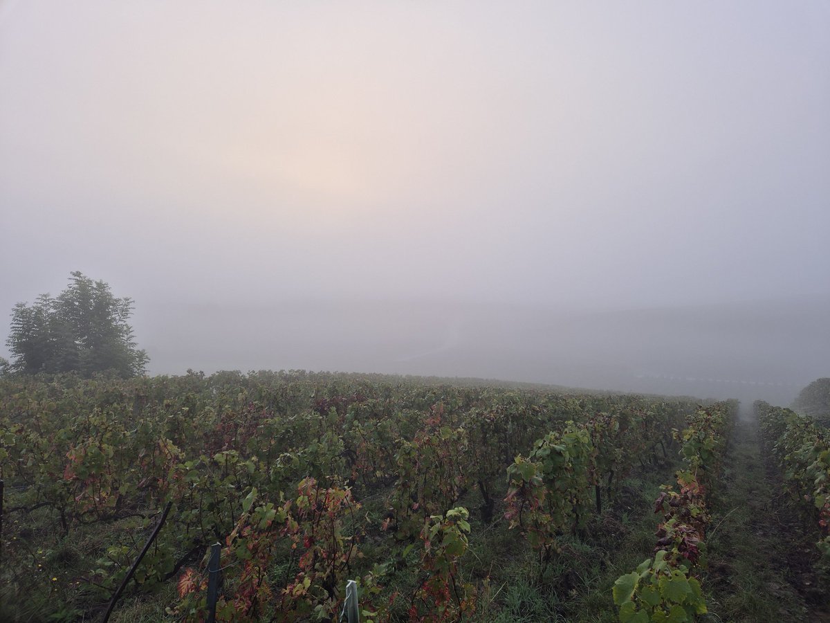 benoit51390's tweet photo. Un vrai temps de vendanges!🤓
#Champagne
📌#Vrigny
📍#LesFormonts
🍇#Meunier https://t.co/vuX5h6LMMt