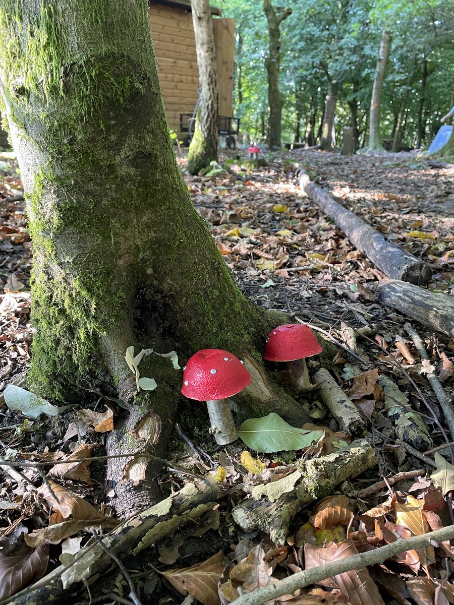PipersForestSch's tweet image. Reception @piperspreprep enjoyed making these lovely fly agaric mushrooms to decorate our magical forest path 🍄 🧚‍♂️ #autumn #getoutdoors #pipersgrounds #forestfun