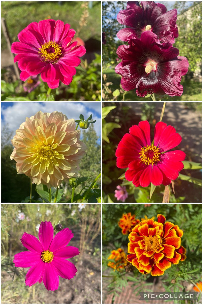 Love the late hollyhocks in the company of zinnias, dahlia, cosmos and marigolds #SixOnSaturday