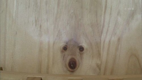 DOG IN WOOD tweet media