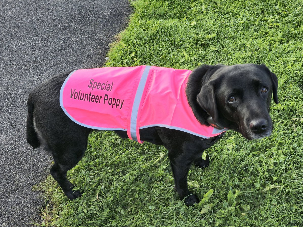 Poppy was helping the Funnel Manager today, one of our 28 high-viz heroes helping our 282 finishers complete a safe and, thankfully, highly uneventful Wammy parkrun.
Join the team one week and see that magic happen from the pink side of parkrun.
#loveparkrun #parkrunDogs