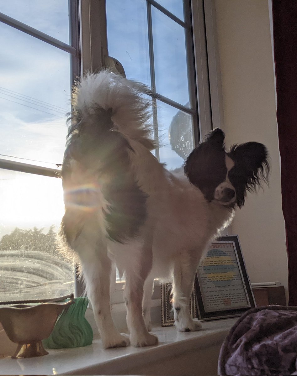 DogCastRadio's tweet photo. Have a Saturday smile -  photographic proof that the sun shines out of Diamond's ... Bum! 

🤣🤣🤣

#Saturday #saturdaysmiles #thesunshines #funny #photographicproof #sun #funny #gooddog #puppy #papillon https://t.co/4dafJQTQ74