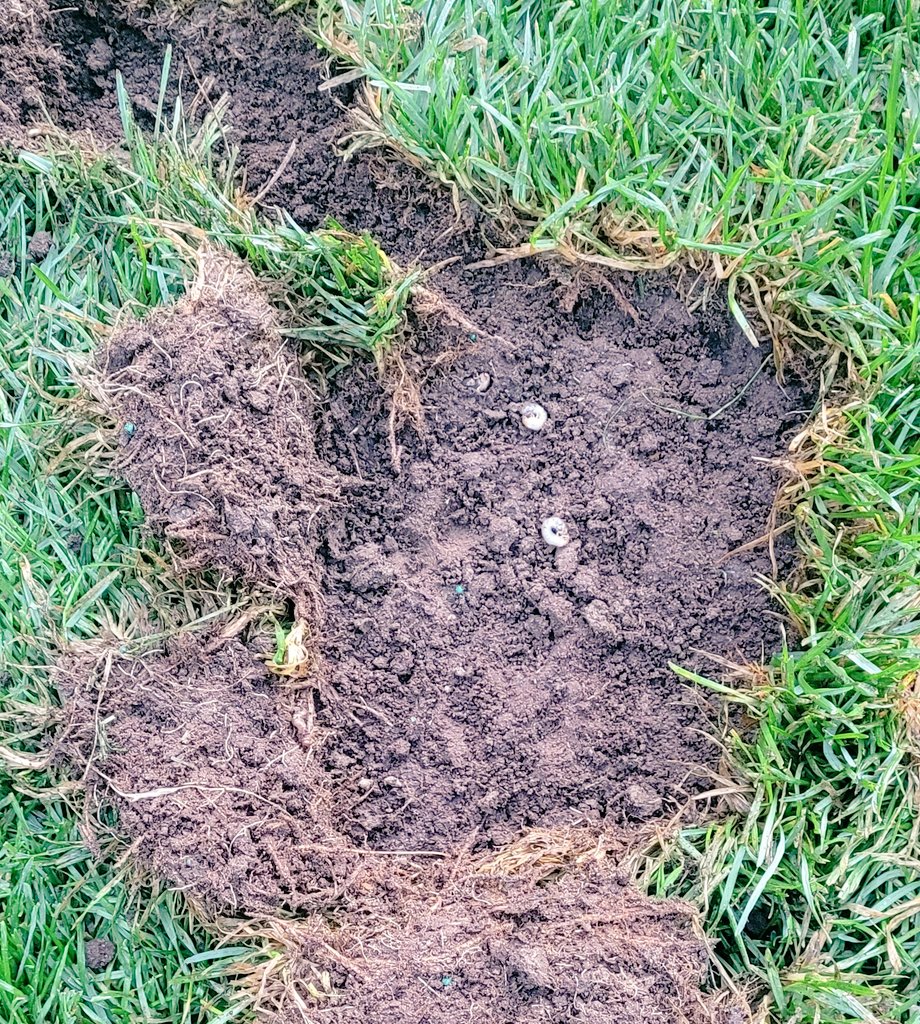 Listen, if you're going to rip my turf apart, at least finish your meal or get a doggy bag!! #landshrimp