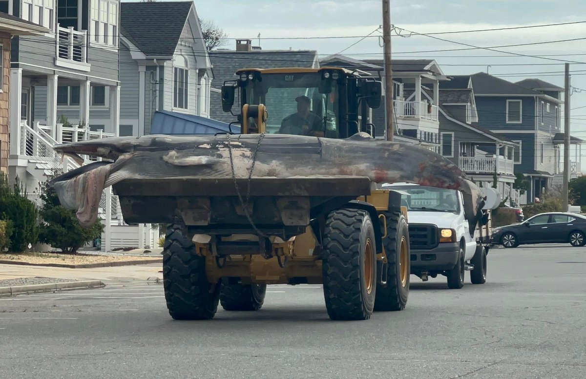 .<a href="/GovMurphy/">Governor Phil Murphy</a> <a href="/NOAA/">NOAA</a> <a href="/KamalaHarris/">Kamala Harris</a> 

It doesn’t have to be this way! Whales belong in the ocean, not on front end loaders.

#whales #EndangeredSpecies #ScamalaHarris