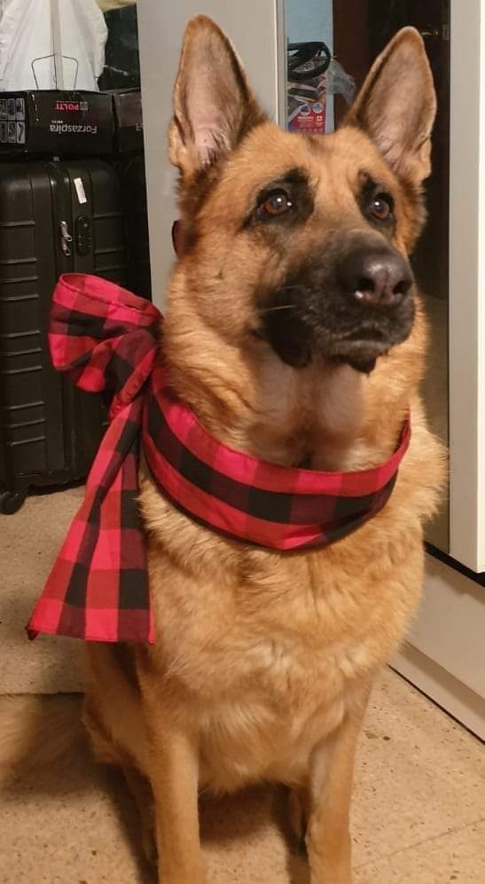 Comienzan las fiestas, viva la virgen del Pilar!!!