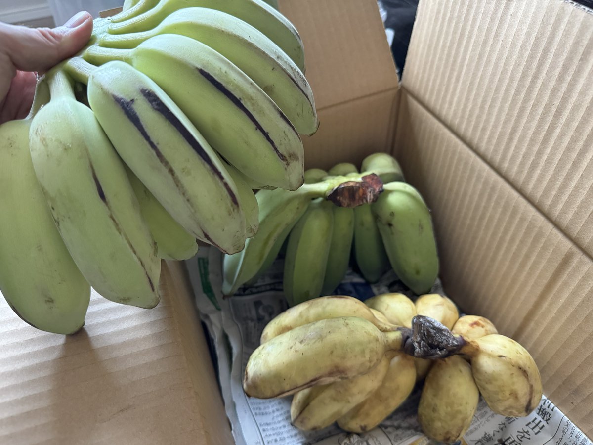 tricknotes's tweet image. 熟したバナナを凍らせて、ハチミツとラムでシェイクしたやつがとても良い感じだった🍌