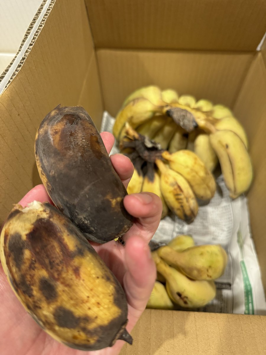 tricknotes's tweet image. 熟したバナナを凍らせて、ハチミツとラムでシェイクしたやつがとても良い感じだった🍌