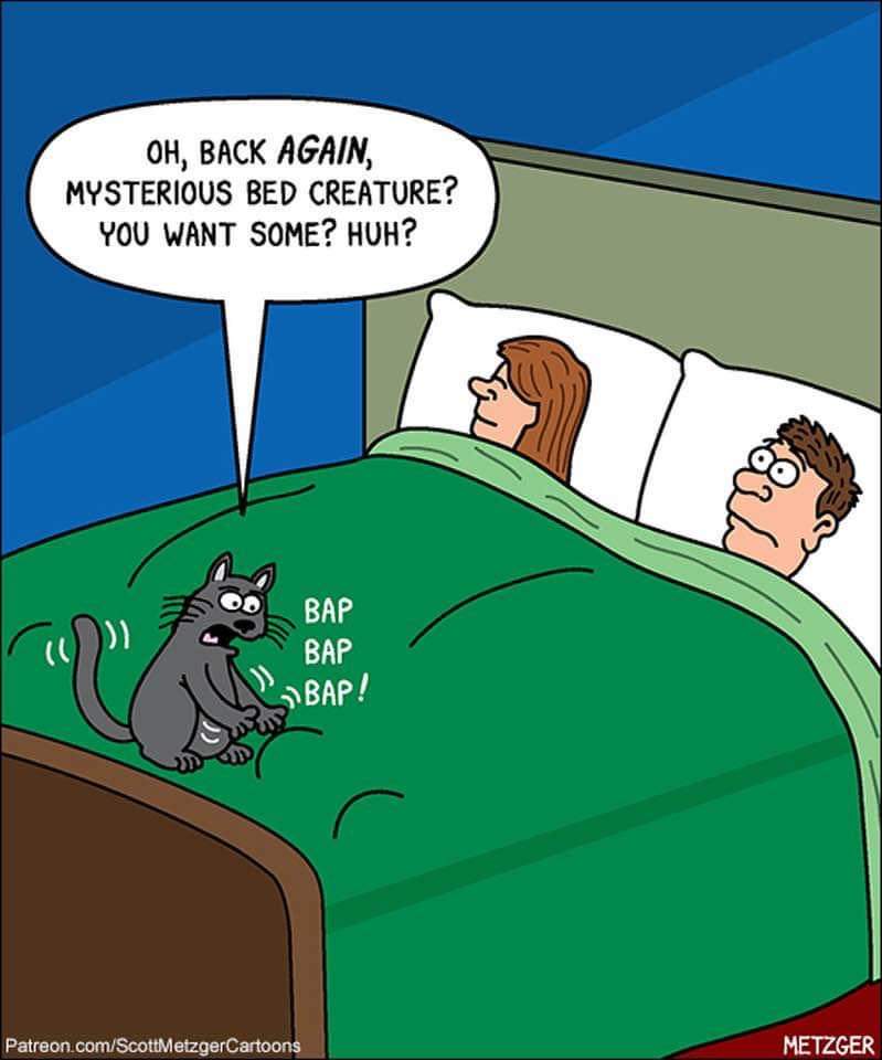 ReadingIsOurPas's tweet image. Good morning and happy #F9 #SpyCats #Caturday wishes dear Nina and friends.  Wishing you a splendid day ❤️