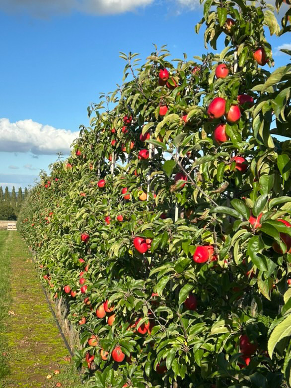 JazzAppleUK's tweet image. We're loving these pics of British JAZZ apples on the trees from Man of Ross Ltd. It's making us even more excited for the start of the British season! #itsjazztime

#britishapples #britishfruit #britishgrown #alwaysrefreshing #britishjazzapples #jazzapples