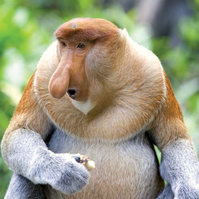 Algunos de los animales más extraños del mundo:

Vas a alucinar ! 😵

1. Mono narigudo