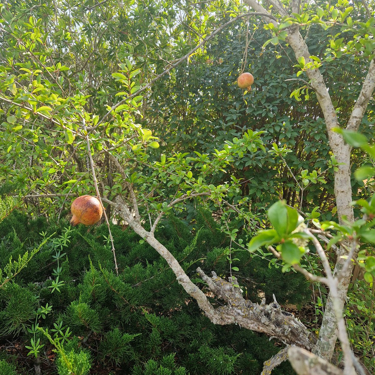 Seit über 1 Jahr bewirtschaften wir hier das Grundstück, mit viel Liebe. Neben dem Eingang steht so ein Baumbusch, der einfach nur da war, keine Frucht oä und der sich jetzt als Granatapfelbaum entpuppte. Ein Granatapfelbaum. In meinem Garten. Mit 3! Früchten. Natur ist geil