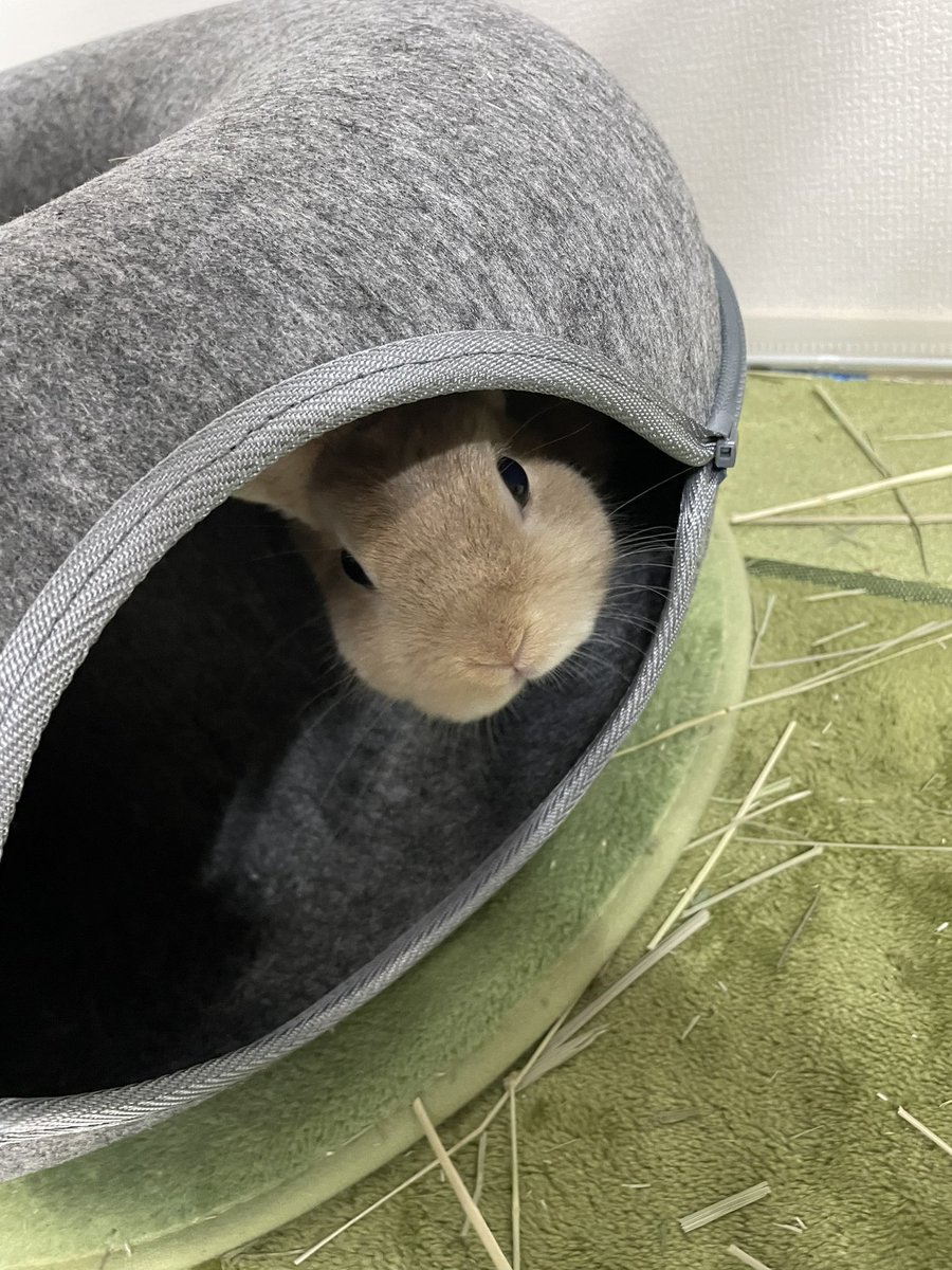 ak25211509's tweet photo. 最近のお気に入り🐰本当は猫ちゃん用なのかな？
#ネザーランドドワーフ
#うさぎのいる暮らし 
#ニトリ https://t.co/yBNxSphFV0