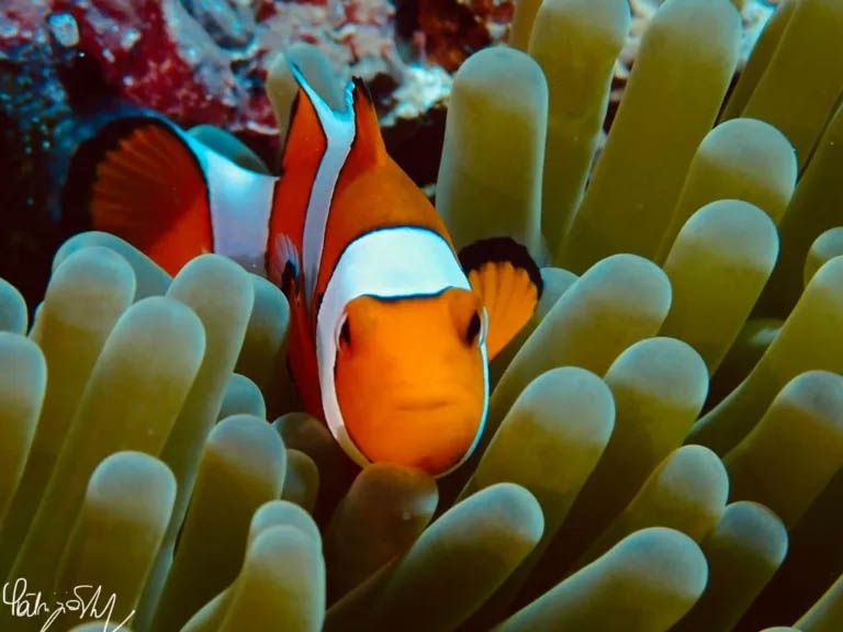 TheScubaNews's tweet photo. Love in the Ocean – Secret Life of a Clownfish 

🤿 👉  https://t.co/wHBShBzT44 https://t.co/eN0A8pAbqk