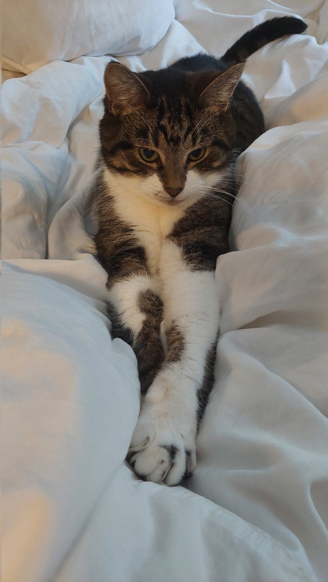 Happy Caturday from The Control Tower Cats

Mandrel says... put your best foot forward

🐾🐈‍⬛

#happycaturday #caturday #ControlTowerCats #happycats
