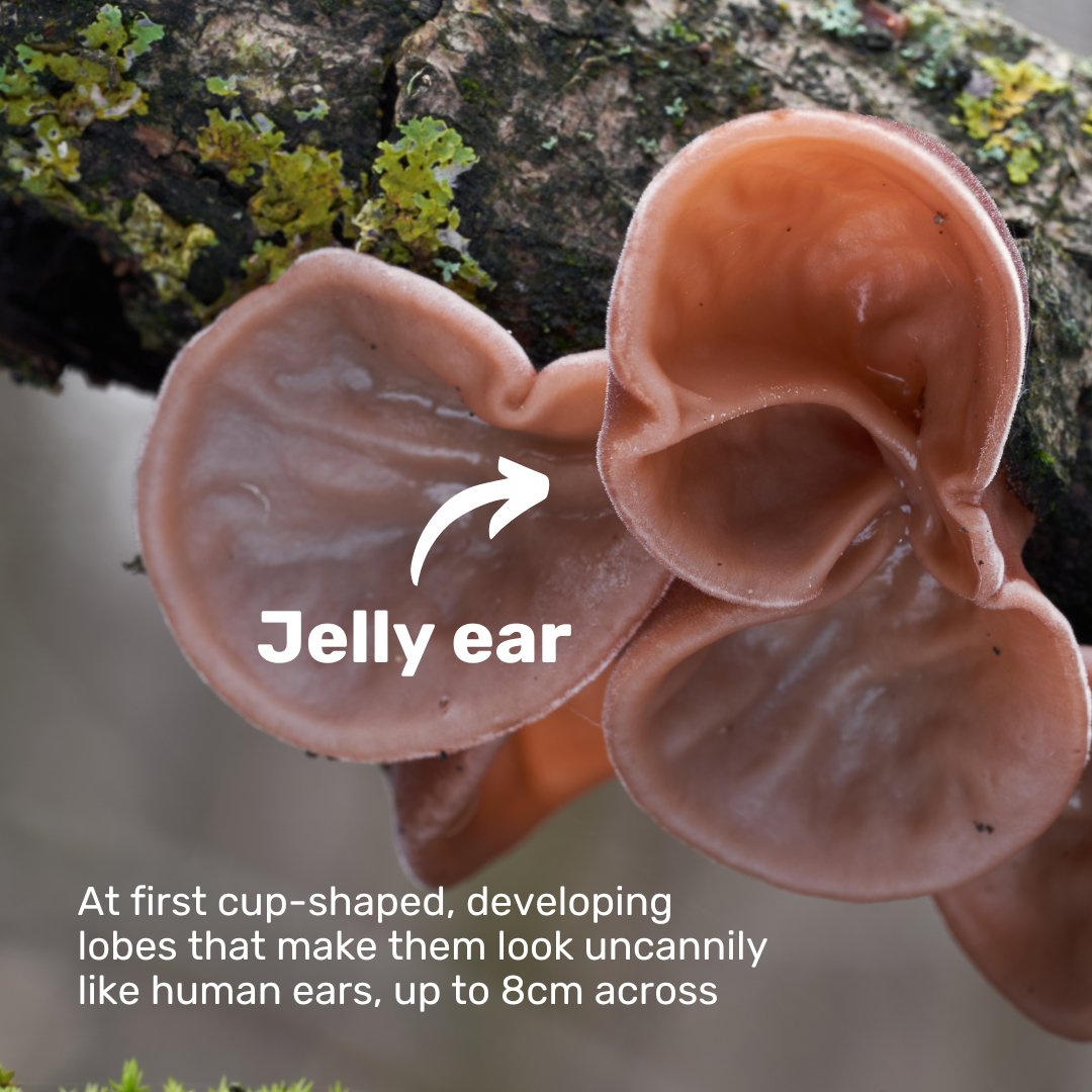 Put the FUN in fungi this #UKFungusDay 🍄

🔍 Check out our quick guide below of our favourite fungi that you're likely to spot when you're next out and about.

The FUNgi doesn't stop today either — why not join us next Saturday for a Fungi Foray? 👉 somersetwildlife.org/events/2024-10…