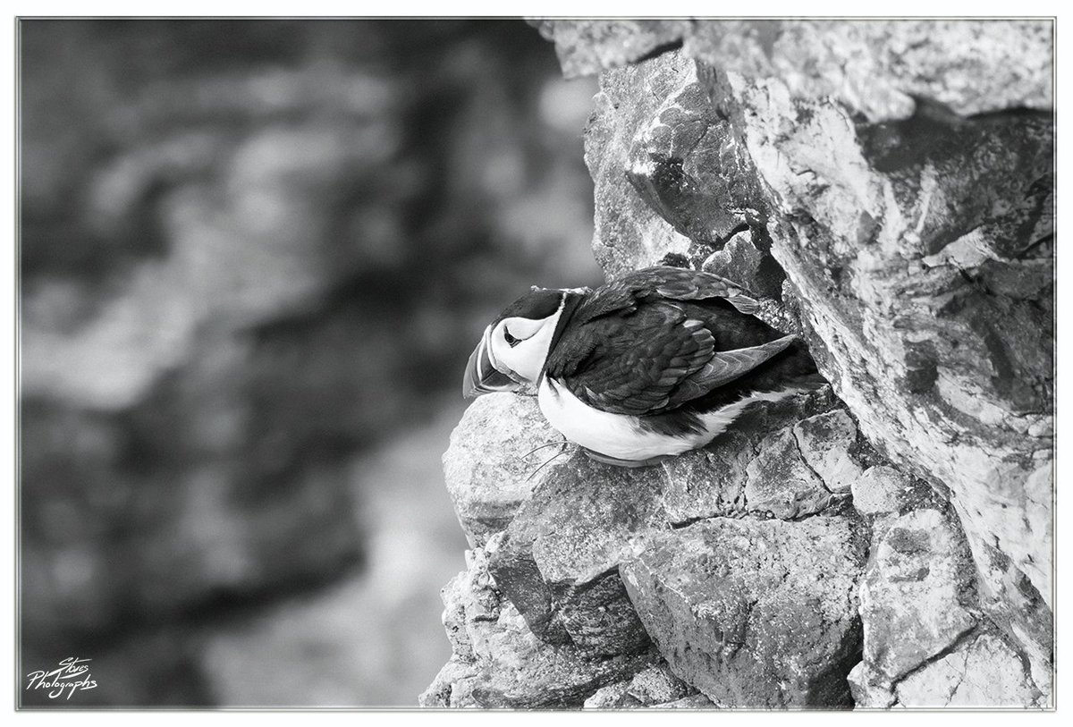 littleclibe's tweet photo. 1 Puffin, 3 edits which do you prefer?
Happy Weekend everyone ๐๐ธ
#TwitterNatureCommunity #BirdsSeenIn2024 @Bempton_Cliffs #NAture #BirdsOfTwtter #Widllife https://t.co/1QJqebOITk