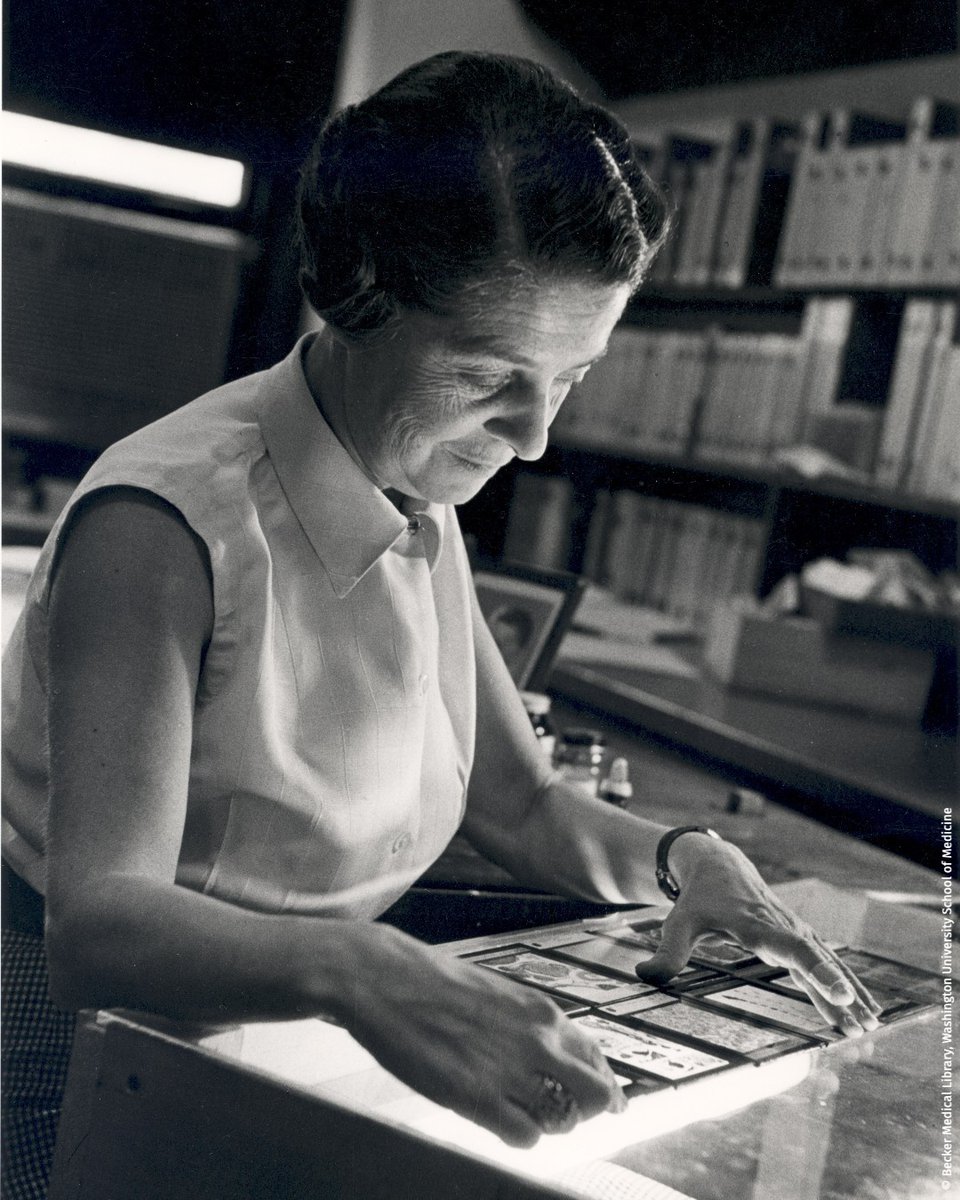 NobelPrize's tweet image. Rita Levi-Montalcini began her career in danger. 

As a Jewish woman in 1940s Italy, she had to hide under a false identity. After the war, she co-discovered nerve growth factors and received the 1986 medicine prize. 

Keep an eye out - #NobelPrize announcements begin next week!