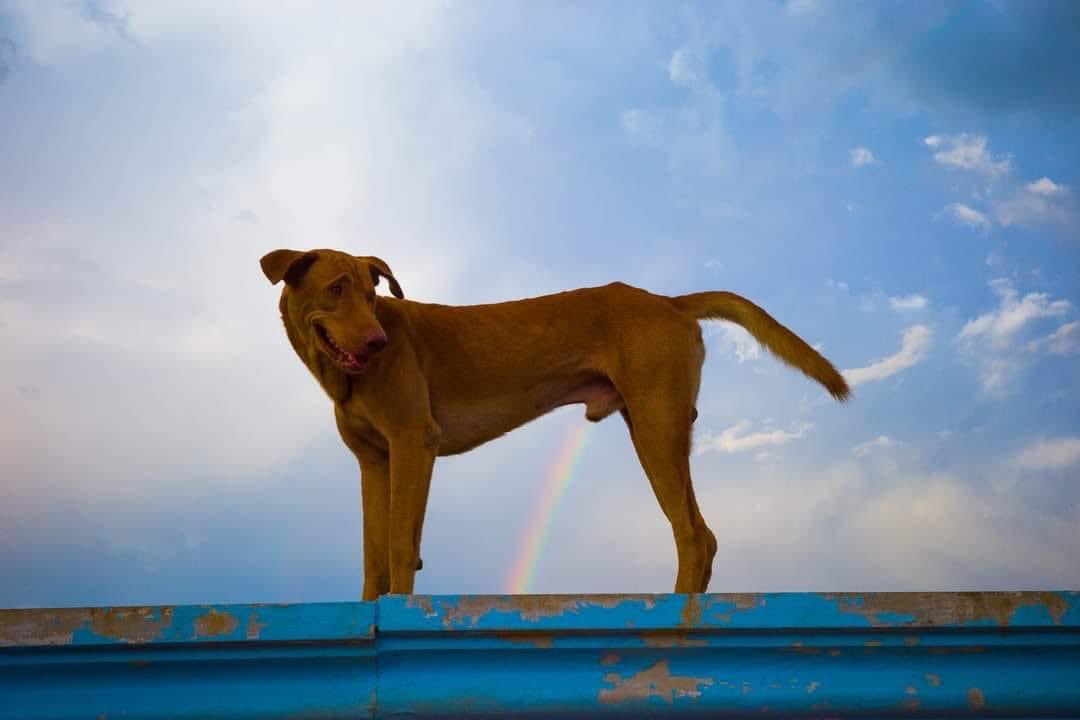 อัศจรรย์หมาวิเศษ เยี่ยวรุ้ง