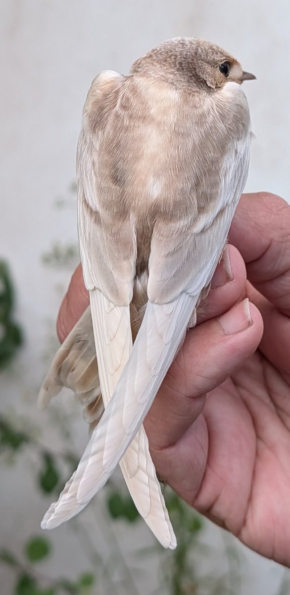 Leucistic Swallow amongst the hirundine roost last night after approx 2500 Swallows passed through the island yesterday.