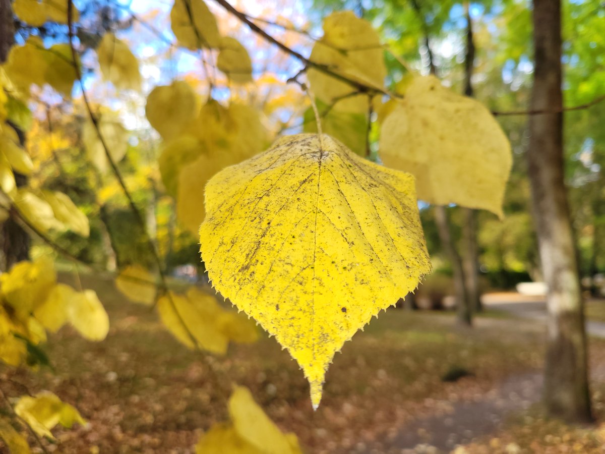 kpliepaja's tweet photo. ❗️Šodien sākam koku lapu savākšanas akciju, kas turpināsies veselus divus mēnešus! 🍂
Bez šīs akcijas ir vēl citas iespējas, kā atbrīvoties no gruntsgabalos un īpašumiem piegulošajās teritorijās savāktajiem zaļajiem atkritumiem.
Plašāk: https://t.co/4urYd79Vzy https://t.co/0z4gYsHIzl