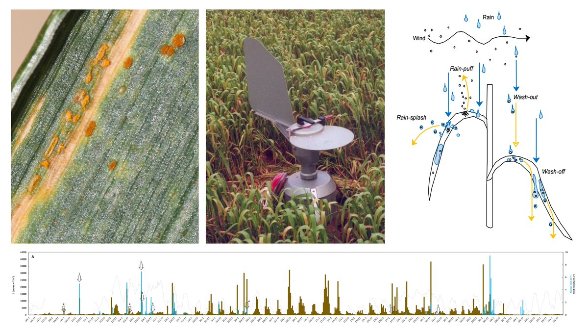 So touched 🥹 to share my latest preprint, based on data collected 25 years ago 🎂 at the start of my career in plant disease epidemiology: 'Disruptive effect of #rainfall on the diurnal periodicity of airborne #wheat #rust spores under field conditions."
doi.org/10.1101/2024.1…"