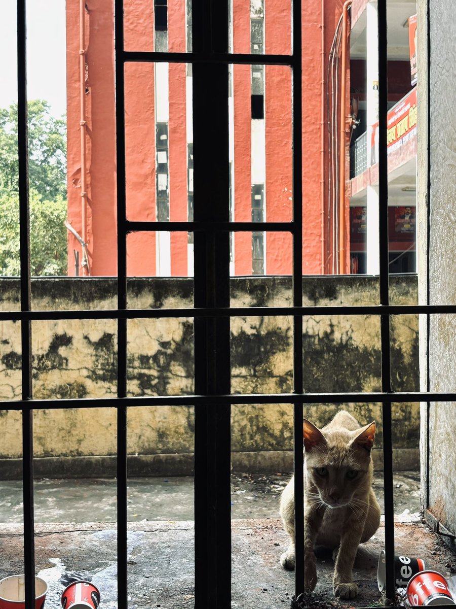 सिविल कोर्ट में बिल्ली को भी चाय की लत लग ही जाती है! 

#CivilCourt #LawyersLife #Discipline #Ritual #Lucknow