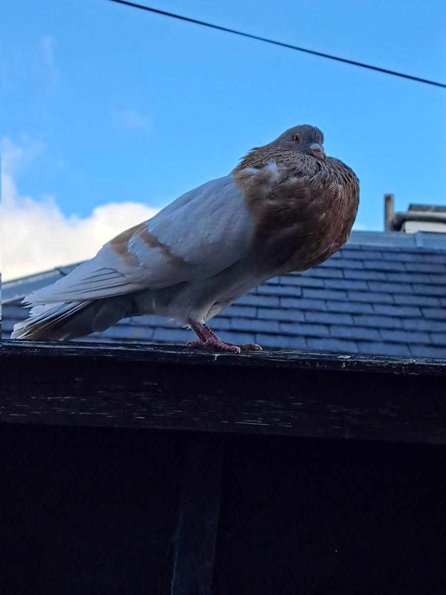 Hazel tweet media