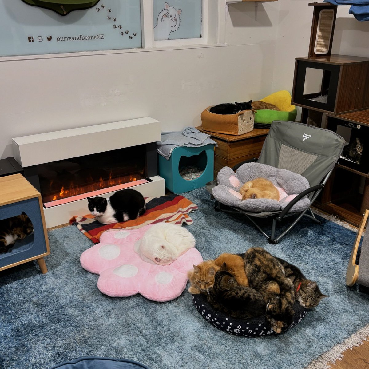 purrsandbeansnz's tweet photo. We haven’t played this game in awhile - how many cats can you see? 👀 Bonus points if you can name them all too! #countthecats #spotthecats #howmanycanyousee #spoiledcats #caturday #purrsandbeans https://t.co/VLWpTriipl