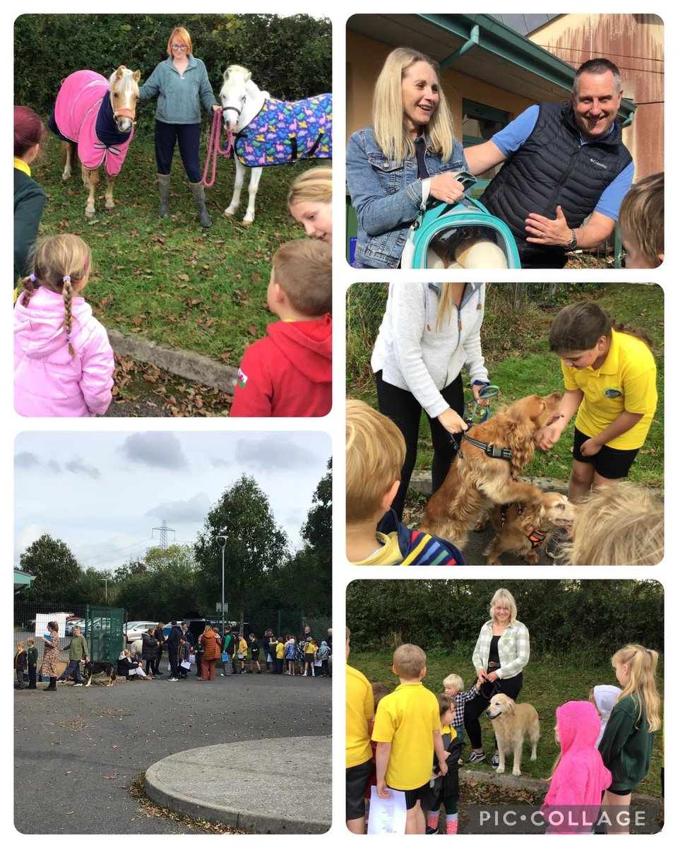 YsgolStOswallt's tweet photo. Celebrating Feast Day of St Francis with our very own Pets Assembly. Thank to the parents for bring the pets along - we had such a variety this year, and to Reverend Steve and Jeremy for joining us and celebrating our special pets. 🙏🏽 🐶 🐱 🐍 🐎 🐭 https://t.co/GKU1Roh9nM
