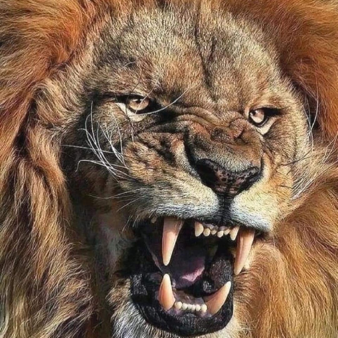 hellsailors10's tweet image. #AstsubayaAdaletYürüyüşü #korkunç #hassasiçerik #vahşet #sapık #satanist #ikbaluzuner #RussianWarCrimes #Thalapathy #UzmanÇavuş #AstsubaylarHakMücadelesinde #TEKNOFEST2024 #TEKNOFESTADANA