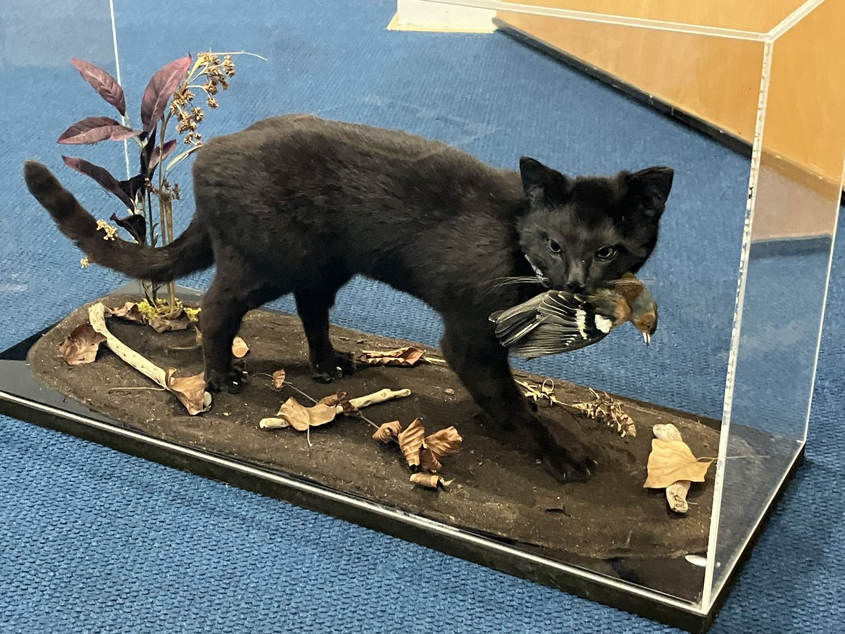 Interesting taxidermy installation at #AIMS2024 <a href="/ATU_GalwayCity/">ATU Galway City</a> highlighting wildlife deaths due to free roaming domestic cats - a bell could halve the damage caused warpped.wixsite.com/warpped