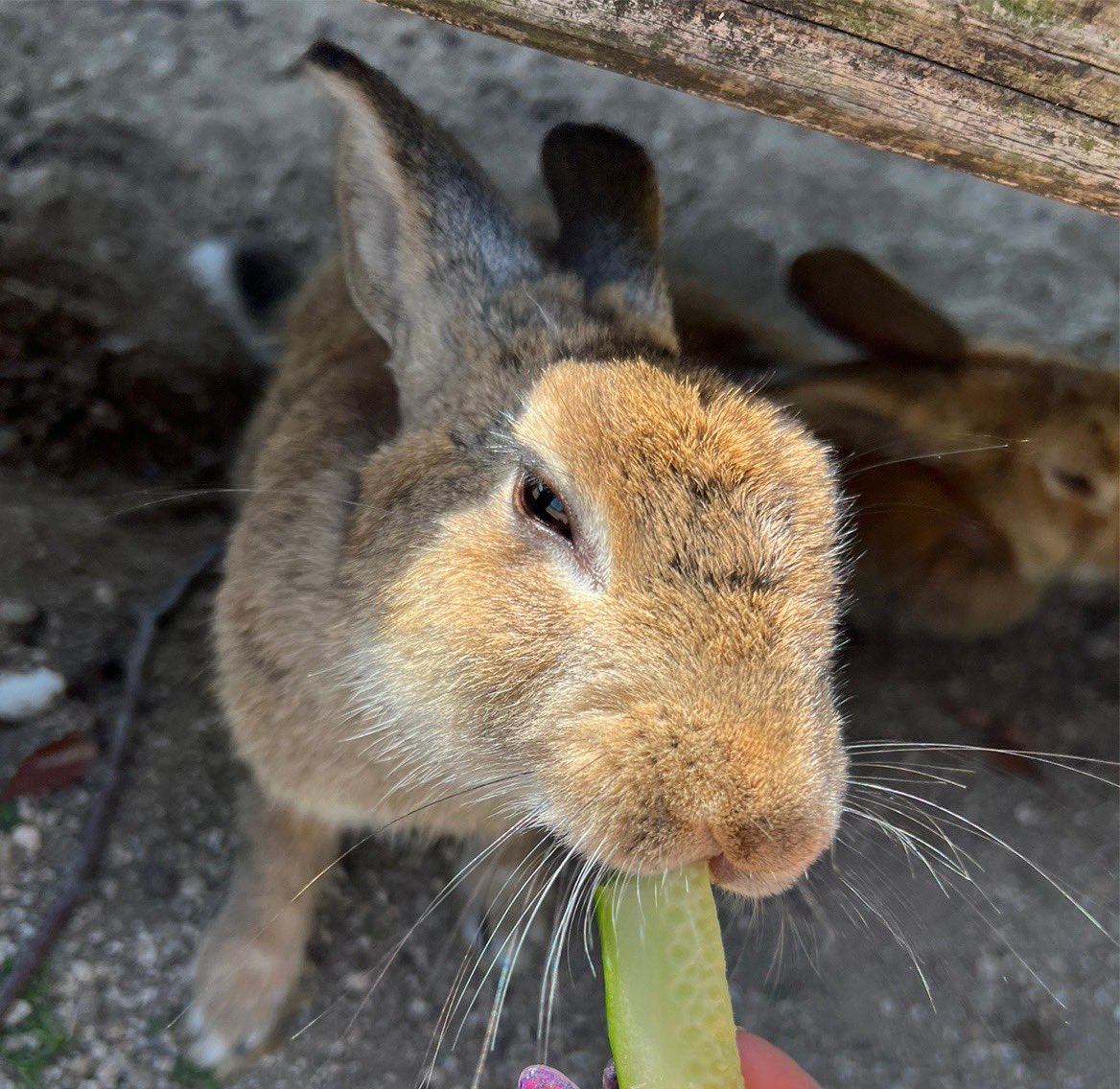 rinapi_sha's tweet photo. うさたん�� https://t.co/C89xQcIcD8